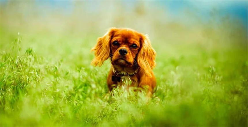 5 Early Signs of Kidney Disease in Dogs Every Pet Owner Should Know