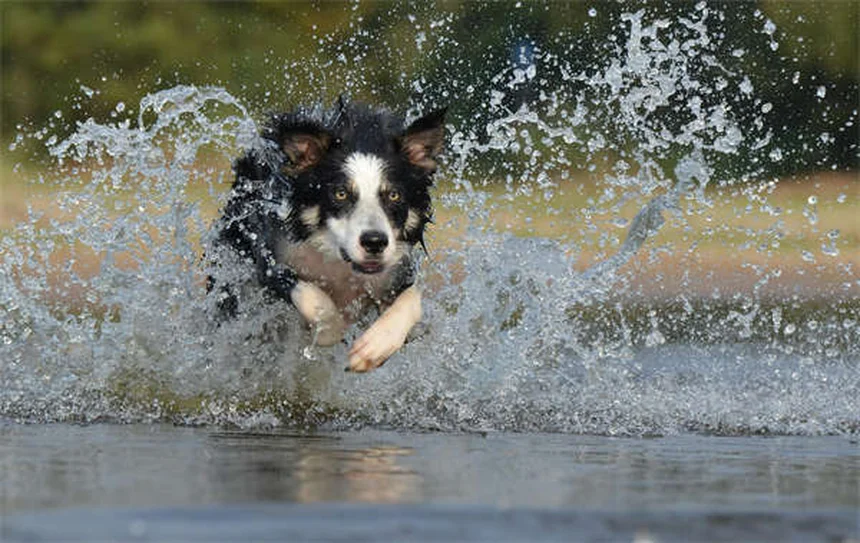 5 Early Signs of Kidney Disease in Dogs Every Pet Owner Should Know