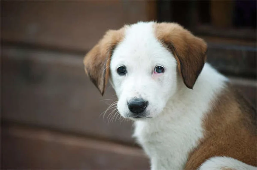 5 Early Signs of Kidney Disease in Dogs Every Pet Owner Should Know