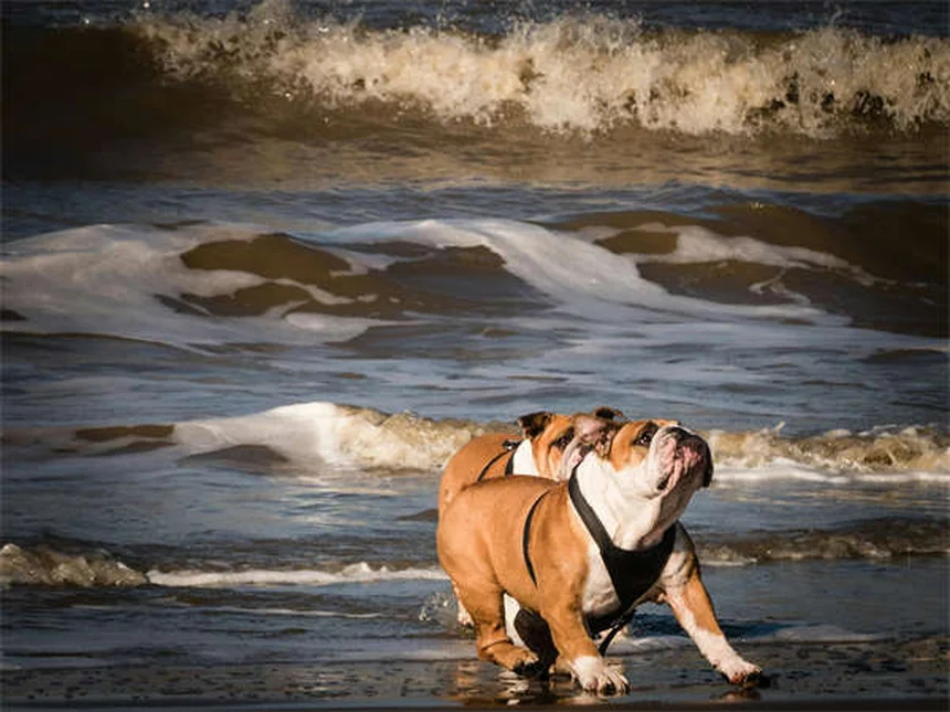 How to Stop Your Dog From Jumping on People: 7 Proven Training Tips