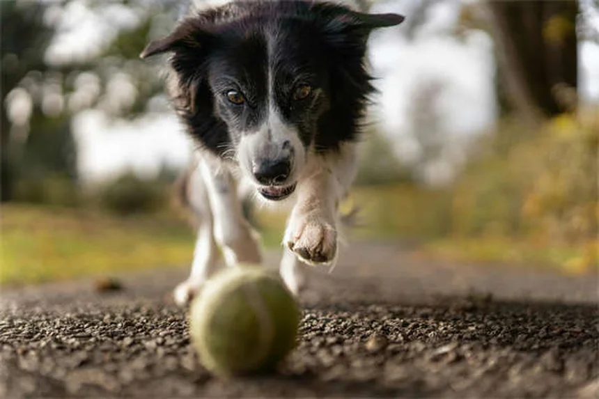 How to Stop Your Dog From Jumping on People: 7 Proven Training Tips