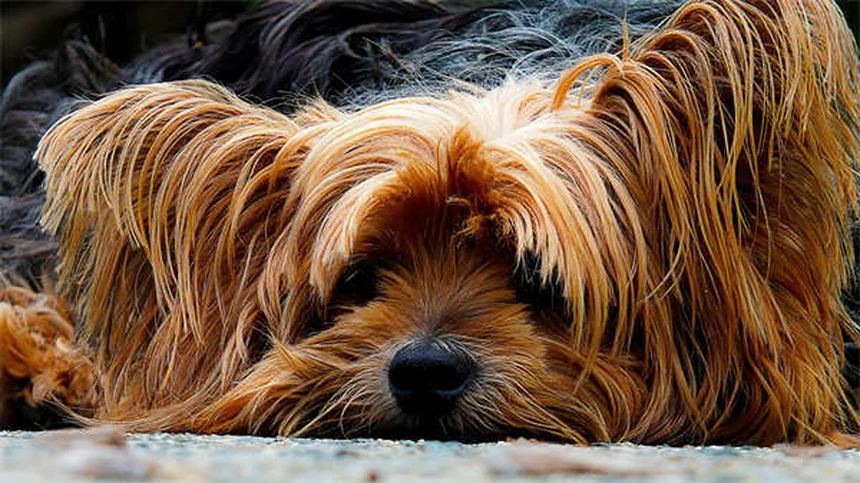 Cerumene™ for Pets: The Ultimate Ear Cleaning Solution Explained