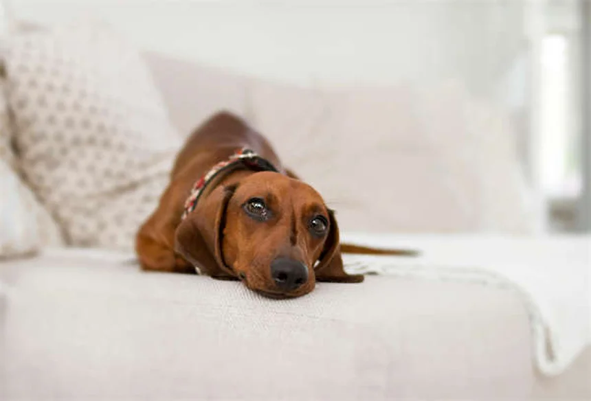 Cerumene™ for Pets: The Ultimate Ear Cleaning Solution Explained