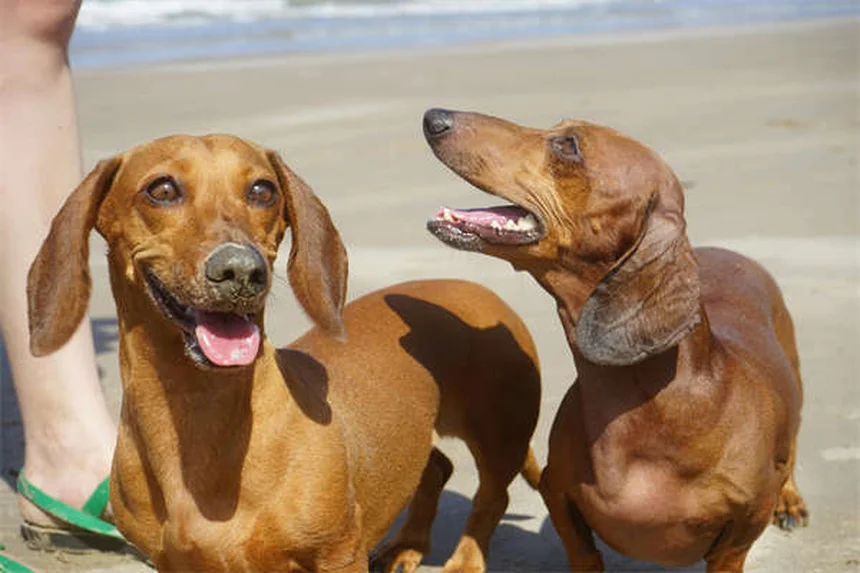 Cerumene™ for Pets: The Ultimate Ear Cleaning Solution Explained